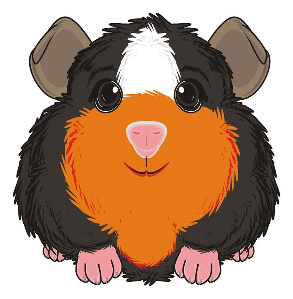 cute guinea pig