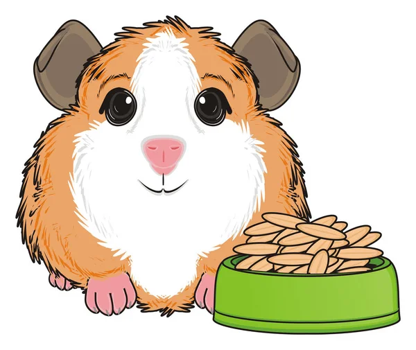 Cute guinea pig — Stock Photo, Image