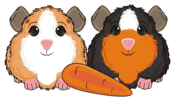 cute guinea pig