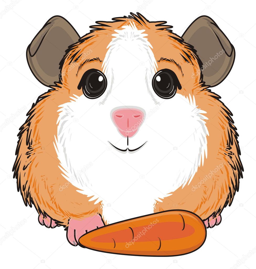 cute guinea pig