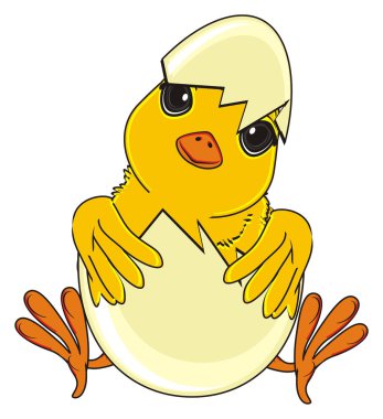 sevimli sarı civciv