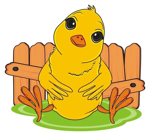 Lindo polluelo amarillo — Foto de Stock