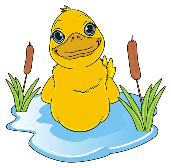 Pato amarelo bonito — Fotografia de Stock