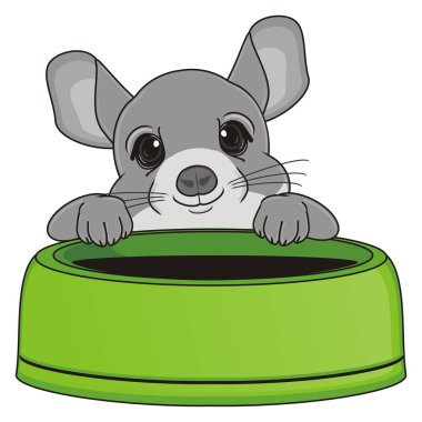 şirin gri chinchilla