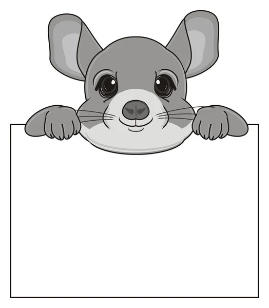 Leuke grijze chinchilla — Stockfoto