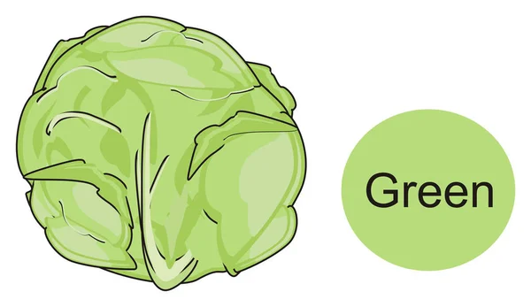 Cabbage is green — Stock Photo, Image