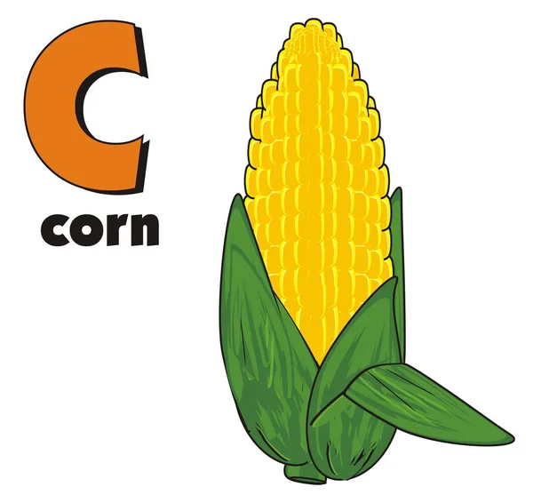 Corn Cob — Stock Vector © cteconsulting 3983887