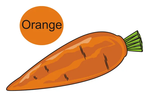 Zanahoria es naranja — Foto de Stock