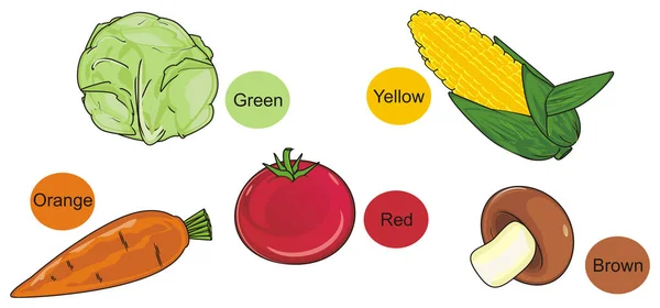 Sebze ve onun renkleri — Stok fotoğraf