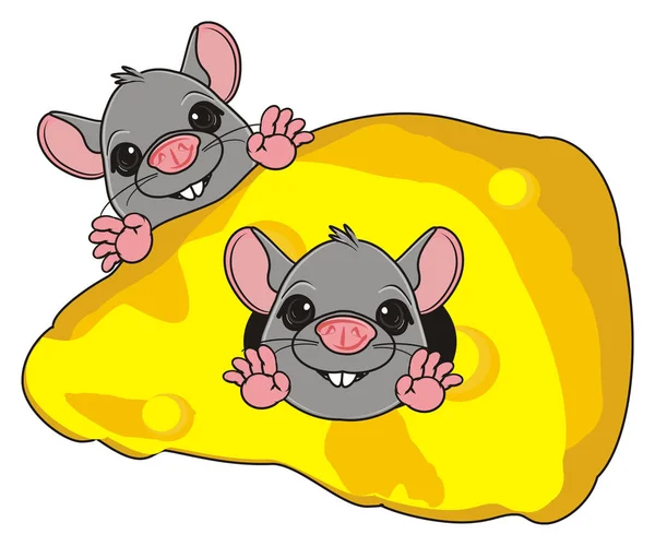 두 개의 회색 쥐 — 스톡 사진