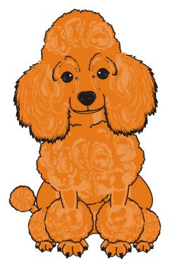 Sevimli fino köpeği köpek