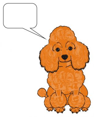 Sevimli fino köpeği köpek