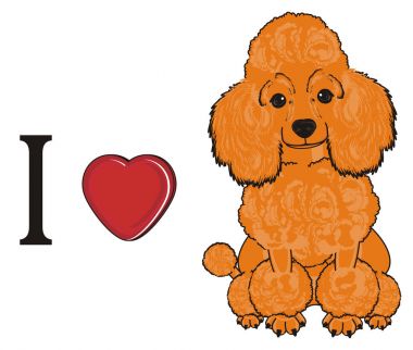 Sevimli fino köpeği köpek