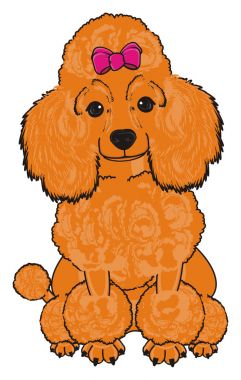 Sevimli fino köpeği köpek