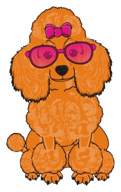 Sevimli fino köpeği köpek