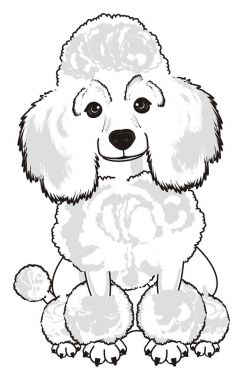 Sevimli fino köpeği köpek