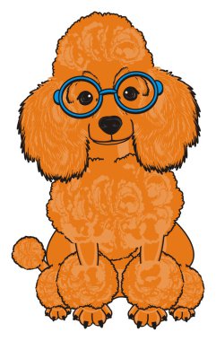 Sevimli fino köpeği köpek