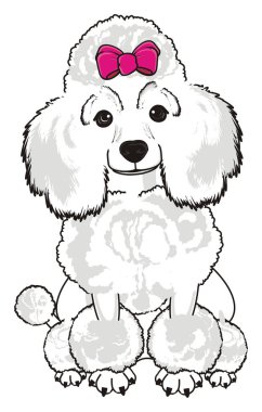 Sevimli fino köpeği köpek