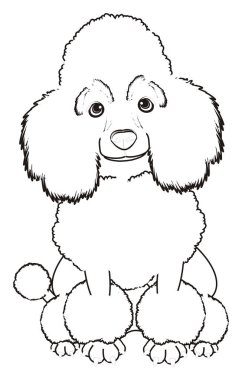 Sevimli fino köpeği köpek