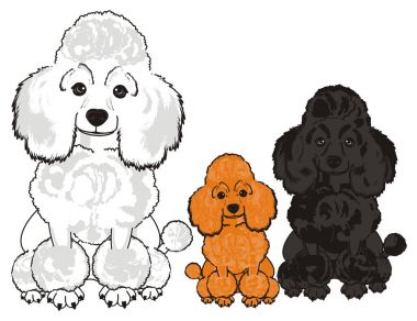 Sevimli fino köpeği köpek