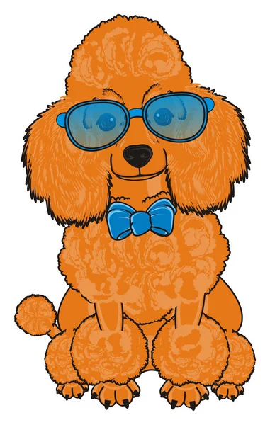 Sevimli fino köpeği köpek