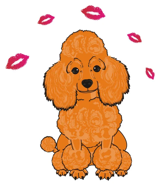 Sevimli fino köpeği köpek — Stok fotoğraf