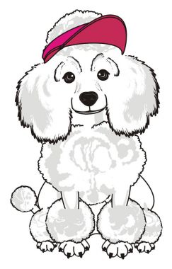 Sevimli fino köpeği köpek