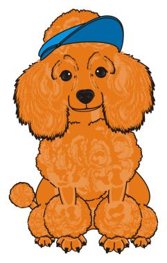 Sevimli fino köpeği köpek