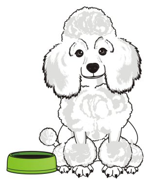 Sevimli fino köpeği köpek