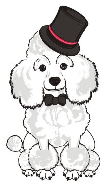 Sevimli fino köpeği köpek