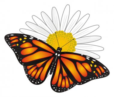 turuncu ve siyah kelebek