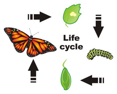 turuncu ve siyah kelebek