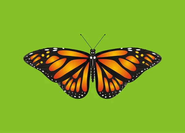 Одна оранжевая бабочка — стоковое фото