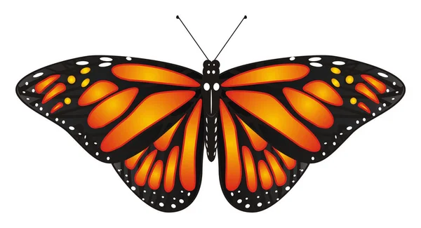Una farfalla arancione — Foto Stock