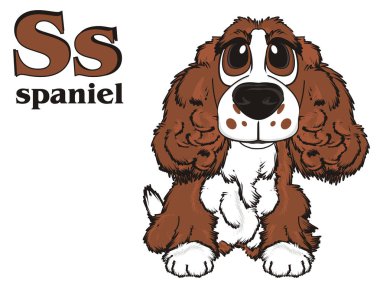 şirin kahverengi spaniel 