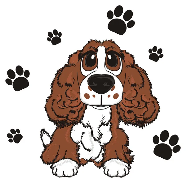 şirin kahverengi spaniel 