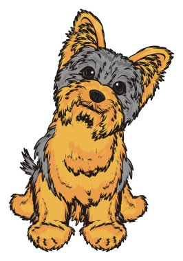 Şirin Yorkshire Teriyeri