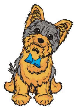 Şirin Yorkshire Teriyeri