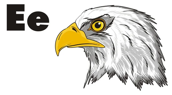 Cabeza de águila americana —  Fotos de Stock