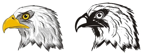 หัวของนกอินทรีอเมริกัน — ภาพถ่ายสต็อก