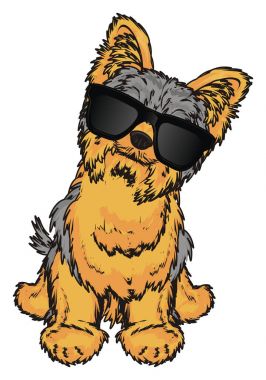 Şirin Yorkshire Teriyeri