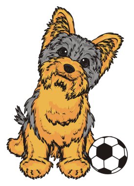 Şirin Yorkshire Teriyeri