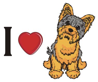 Şirin Yorkshire Teriyeri