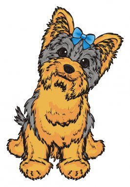 Şirin Yorkshire Teriyeri