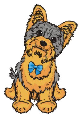 Şirin Yorkshire Teriyeri