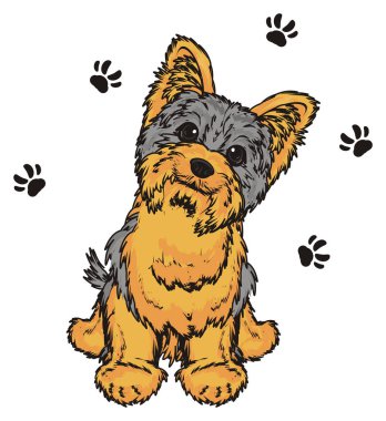 Şirin Yorkshire Teriyeri