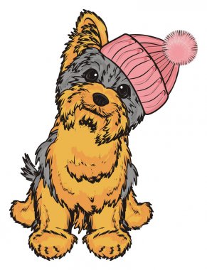 Şirin Yorkshire Teriyeri