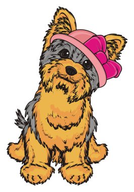 Şirin Yorkshire Teriyeri