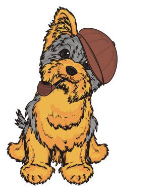 Şirin Yorkshire Teriyeri