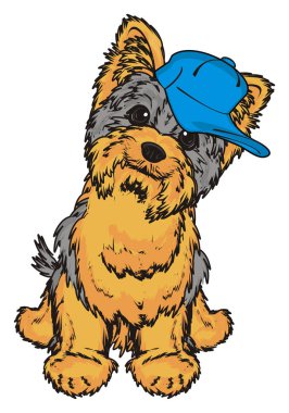 Şirin Yorkshire Teriyeri